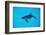 Atlantic Spotted Dolphin, Stenella Frontalis, Usa, Fl, Florida, Atlantic Ocean-Reinhard Dirscherl-Framed Photographic Print