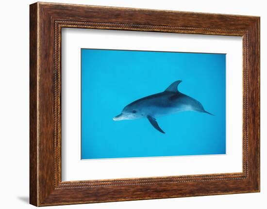 Atlantic Spotted Dolphin, Stenella Frontalis, Usa, Fl, Florida, Atlantic Ocean-Reinhard Dirscherl-Framed Photographic Print