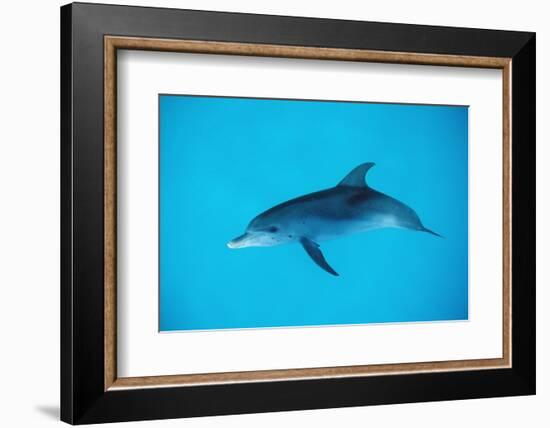 Atlantic Spotted Dolphin, Stenella Frontalis, Usa, Fl, Florida, Atlantic Ocean-Reinhard Dirscherl-Framed Photographic Print