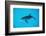 Atlantic Spotted Dolphin, Stenella Frontalis, Usa, Fl, Florida, Atlantic Ocean-Reinhard Dirscherl-Framed Photographic Print