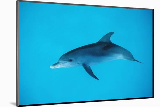 Atlantic Spotted Dolphin, Stenella Frontalis, Usa, Fl, Florida, Atlantic Ocean-Reinhard Dirscherl-Mounted Photographic Print