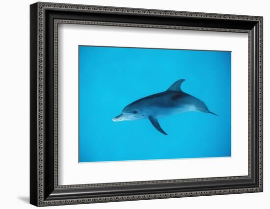 Atlantic Spotted Dolphin, Stenella Frontalis, Usa, Fl, Florida, Atlantic Ocean-Reinhard Dirscherl-Framed Photographic Print