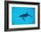 Atlantic Spotted Dolphin, Stenella Frontalis, Usa, Fl, Florida, Atlantic Ocean-Reinhard Dirscherl-Framed Photographic Print