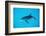 Atlantic Spotted Dolphin, Stenella Frontalis, Usa, Fl, Florida, Atlantic Ocean-Reinhard Dirscherl-Framed Photographic Print