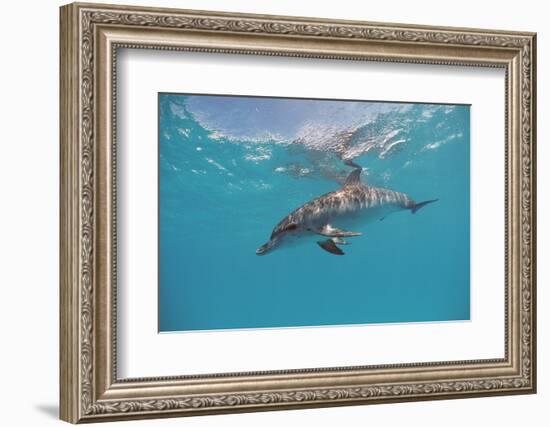 Atlantic Spotted Dolphin, Stenella Frontalis, Usa, Fl, Florida, Atlantic Ocean-Reinhard Dirscherl-Framed Photographic Print