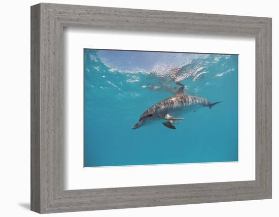 Atlantic Spotted Dolphin, Stenella Frontalis, Usa, Fl, Florida, Atlantic Ocean-Reinhard Dirscherl-Framed Photographic Print