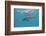 Atlantic Spotted Dolphin, Stenella Frontalis, Usa, Fl, Florida, Atlantic Ocean-Reinhard Dirscherl-Framed Photographic Print