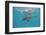 Atlantic Spotted Dolphin, Stenella Frontalis, Usa, Fl, Florida, Atlantic Ocean-Reinhard Dirscherl-Framed Photographic Print
