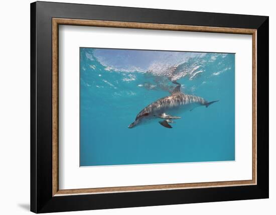 Atlantic Spotted Dolphin, Stenella Frontalis, Usa, Fl, Florida, Atlantic Ocean-Reinhard Dirscherl-Framed Photographic Print