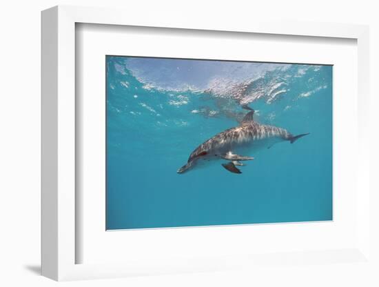 Atlantic Spotted Dolphin, Stenella Frontalis, Usa, Fl, Florida, Atlantic Ocean-Reinhard Dirscherl-Framed Photographic Print