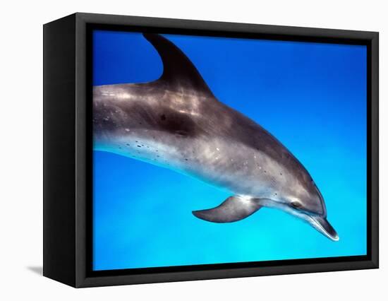 Atlantic Spotted Dolphin-Bill Varie-Framed Premier Image Canvas