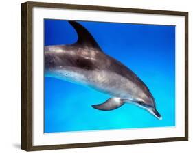 Atlantic Spotted Dolphin-Bill Varie-Framed Photographic Print