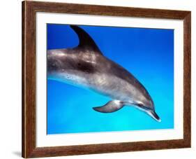 Atlantic Spotted Dolphin-Bill Varie-Framed Photographic Print