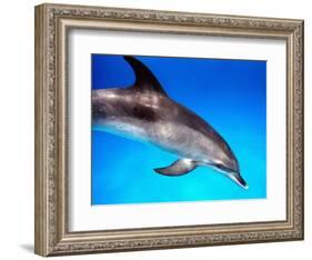 Atlantic Spotted Dolphin-Bill Varie-Framed Photographic Print