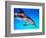 Atlantic Spotted Dolphin-Bill Varie-Framed Photographic Print