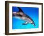 Atlantic Spotted Dolphin-Bill Varie-Framed Photographic Print