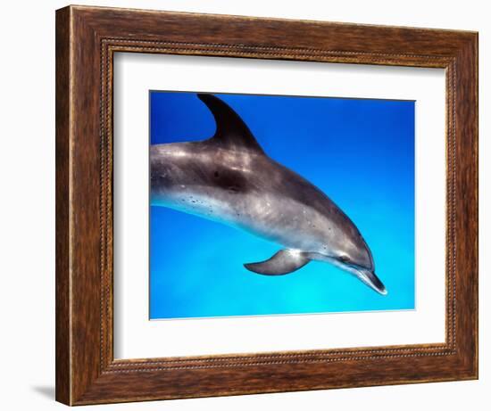 Atlantic Spotted Dolphin-Bill Varie-Framed Photographic Print