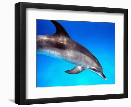 Atlantic Spotted Dolphin-Bill Varie-Framed Photographic Print