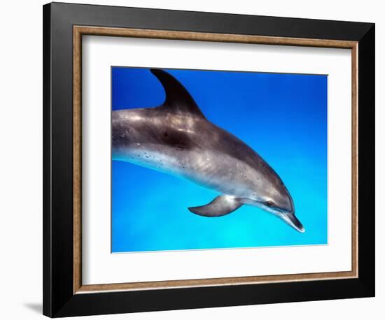 Atlantic Spotted Dolphin-Bill Varie-Framed Photographic Print