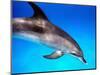 Atlantic Spotted Dolphin-Bill Varie-Mounted Photographic Print