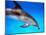 Atlantic Spotted Dolphin-Bill Varie-Mounted Photographic Print