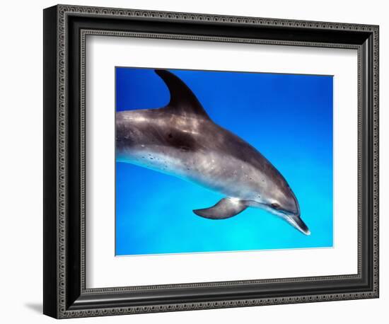 Atlantic Spotted Dolphin-Bill Varie-Framed Photographic Print