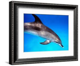 Atlantic Spotted Dolphin-Bill Varie-Framed Photographic Print