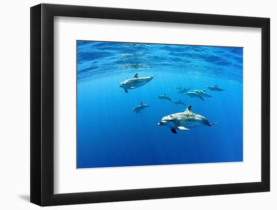 Atlantic spotted dolphins, Azores, Portugal, Atlantic Ocean-Franco Banfi-Framed Photographic Print