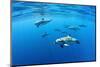 Atlantic spotted dolphins, Azores, Portugal, Atlantic Ocean-Franco Banfi-Mounted Photographic Print