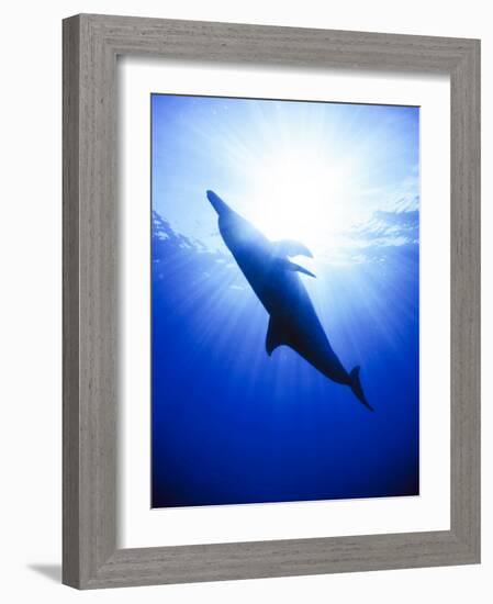 Atlantic Spotted Dolphins, Bimini, Bahamas-Greg Johnston-Framed Photographic Print