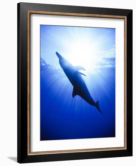 Atlantic Spotted Dolphins, Bimini, Bahamas-Greg Johnston-Framed Photographic Print