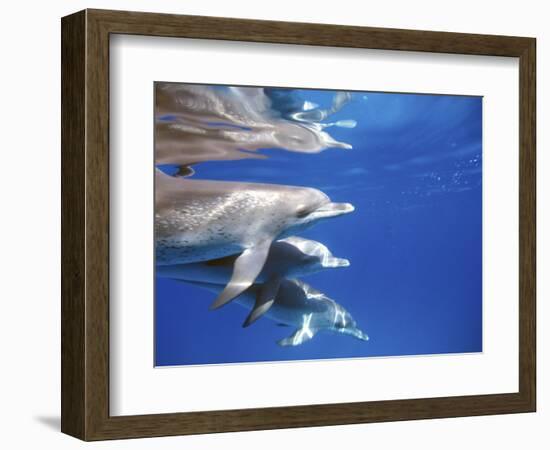 Atlantic Spotted Dolphins, Bimini, Bahamas-Greg Johnston-Framed Photographic Print