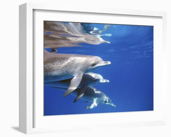 Atlantic Spotted Dolphins, Bimini, Bahamas-Greg Johnston-Framed Photographic Print