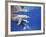 Atlantic Spotted Dolphins, Bimini, Bahamas-Greg Johnston-Framed Photographic Print