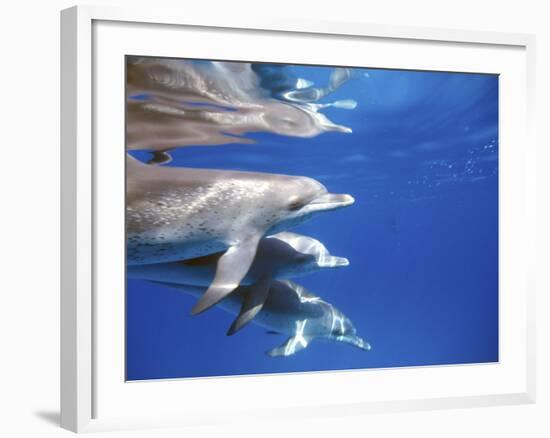 Atlantic Spotted Dolphins, Bimini, Bahamas-Greg Johnston-Framed Photographic Print