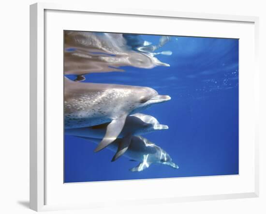 Atlantic Spotted Dolphins, Bimini, Bahamas-Greg Johnston-Framed Photographic Print