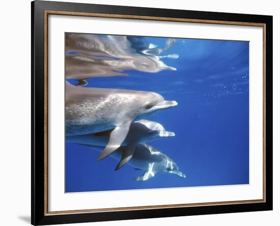 Atlantic Spotted Dolphins, Bimini, Bahamas-Greg Johnston-Framed Photographic Print