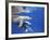 Atlantic Spotted Dolphins, Bimini, Bahamas-Greg Johnston-Framed Photographic Print