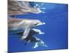 Atlantic Spotted Dolphins, Bimini, Bahamas-Greg Johnston-Mounted Photographic Print