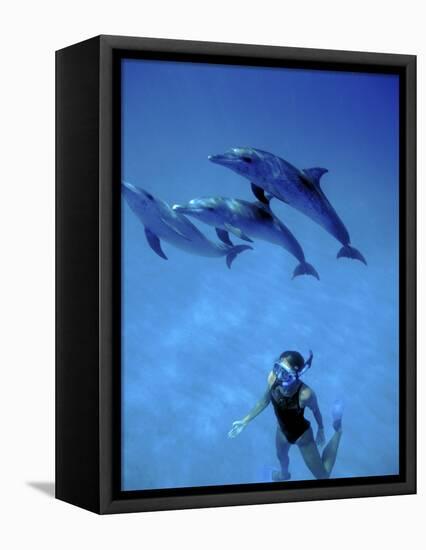 Atlantic Spotted Dolphins, Bimini, Bahamas-Greg Johnston-Framed Premier Image Canvas