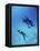 Atlantic Spotted Dolphins, Bimini, Bahamas-Greg Johnston-Framed Premier Image Canvas