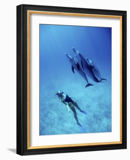 Atlantic Spotted Dolphins, Bimini, Bahamas-Greg Johnston-Framed Photographic Print