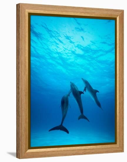 Atlantic Spotted Dolphins Underwater-Stuart Westmorland-Framed Premier Image Canvas