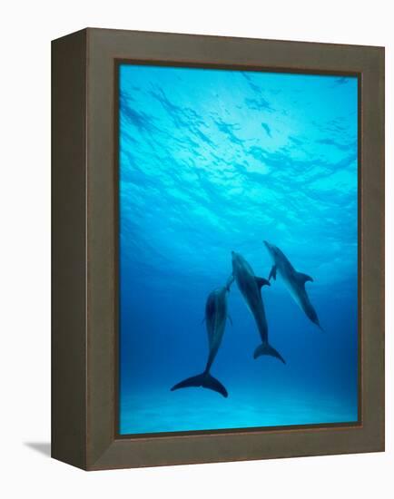 Atlantic Spotted Dolphins Underwater-Stuart Westmorland-Framed Premier Image Canvas