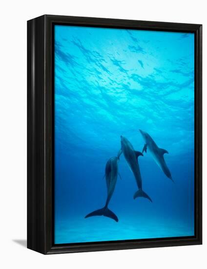 Atlantic Spotted Dolphins Underwater-Stuart Westmorland-Framed Premier Image Canvas