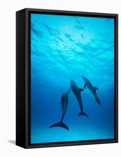 Atlantic Spotted Dolphins Underwater-Stuart Westmorland-Framed Premier Image Canvas