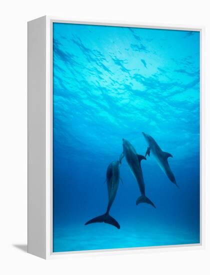 Atlantic Spotted Dolphins Underwater-Stuart Westmorland-Framed Premier Image Canvas