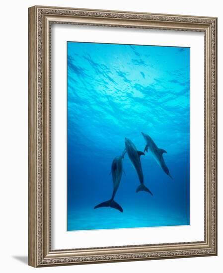 Atlantic Spotted Dolphins Underwater-Stuart Westmorland-Framed Photographic Print