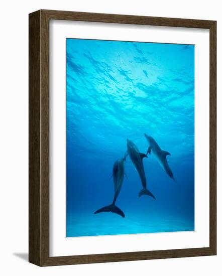 Atlantic Spotted Dolphins Underwater-Stuart Westmorland-Framed Photographic Print