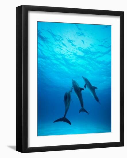 Atlantic Spotted Dolphins Underwater-Stuart Westmorland-Framed Photographic Print